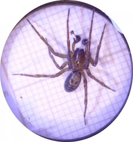 Amaurobius ferox