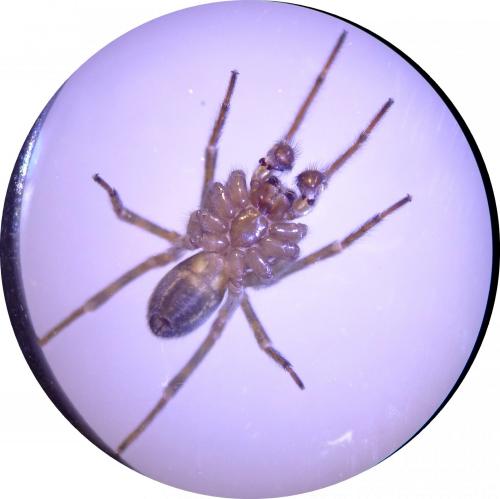 Amaurobius ferox