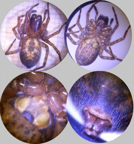 Amaurobius sp.