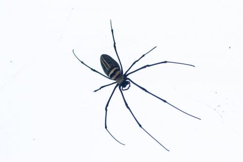 Réf. 176 180 : Nephila pilipes