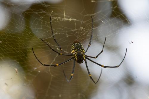 Réf. 176 181 : Nephila pilipes