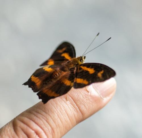 Symbrenthia hypselis