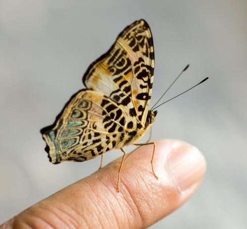 Symbrenthia hypselis