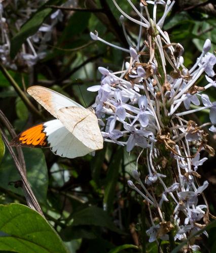 Hebomoia glaucippe