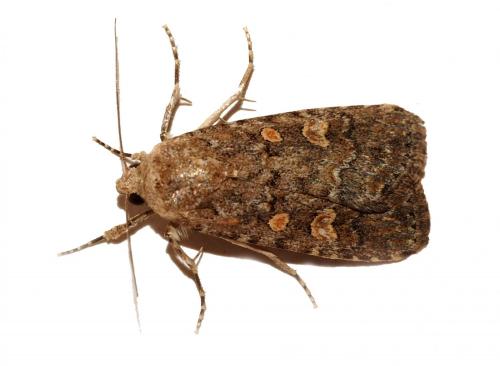 Spodoptera exigua