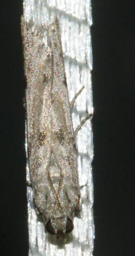 Phycitodes binaevella