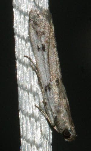 Phycitodes binaevella