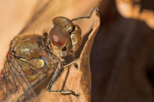 Sympetrum striolatum