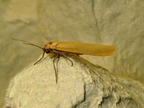 Eilema lutarella