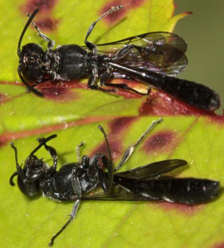 Trypoxylon attenuatum