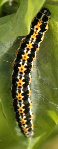 Réf. 176 565 : Ethmia pusiella