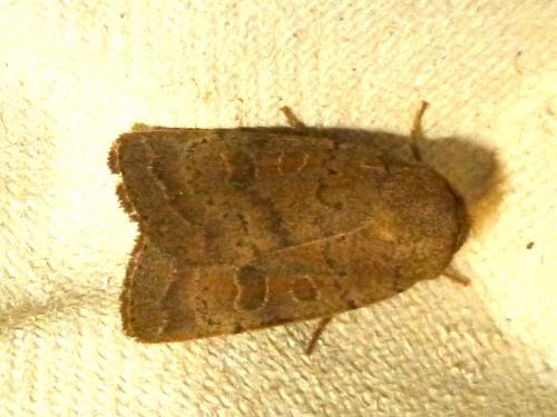Réf. 176 455 : Hoplodrina sp.