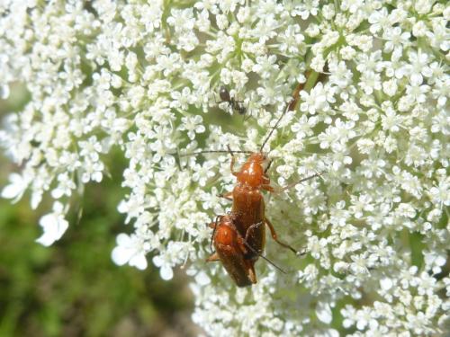 Rhagonycha fulva