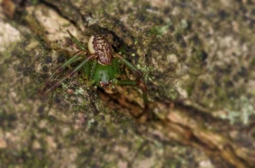 Réf. 176 114 : Diaea dorsata