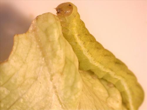Réf. 176 245 : Phlogophora meticulosa