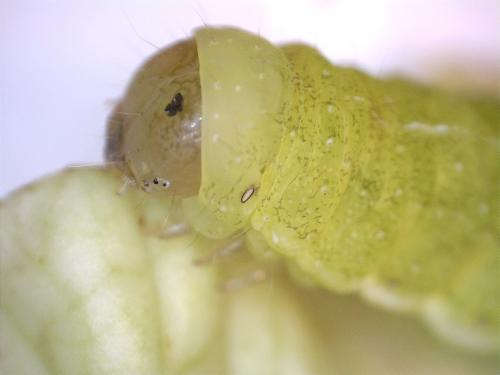 Phlogophora meticulosa