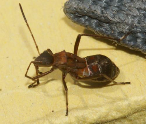Réf. 176 042 : Alydus calcaratus