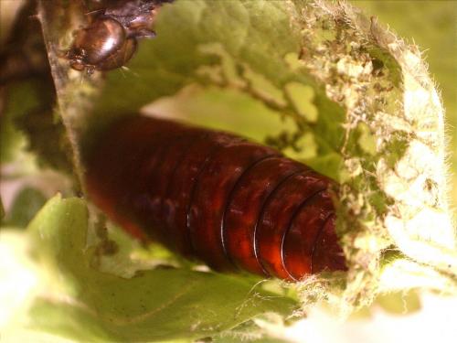 Phlogophora meticulosa