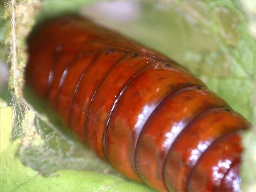 Phlogophora meticulosa