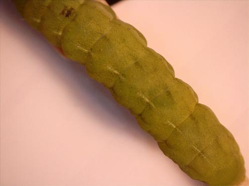 Phlogophora meticulosa