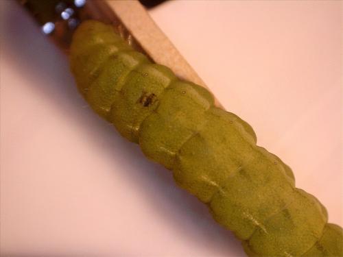 Phlogophora meticulosa