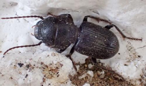 Dixus obscurus