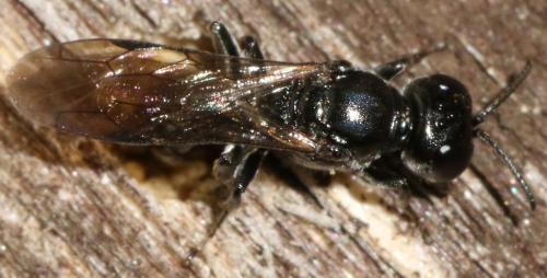 Crossocerus cetratus