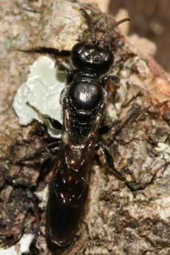Crossocerus cetratus