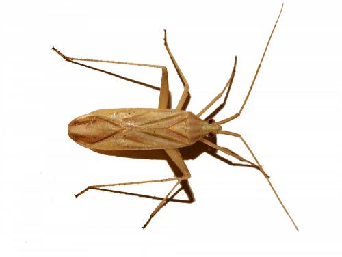 Miridius sp.