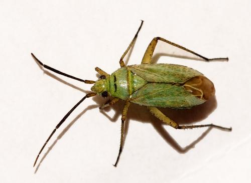 Oncotylus nigricornis