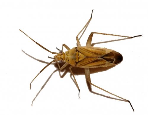 Oncotylus bolivari