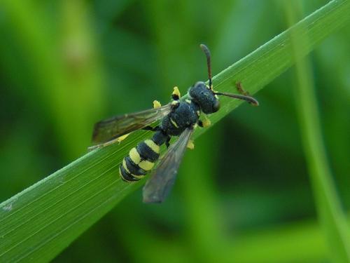 Cerceris sabulosa