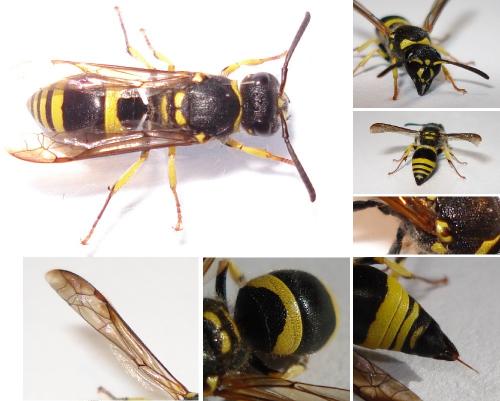 Ancistrocerus sp.
