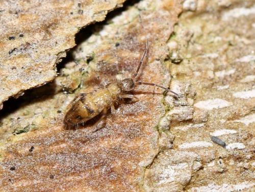 Willowsia nigromaculata