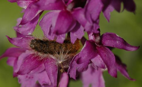 Arctiinae