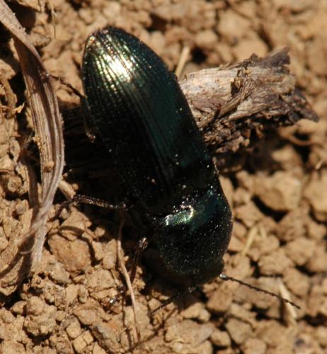 Selatosomus sp.