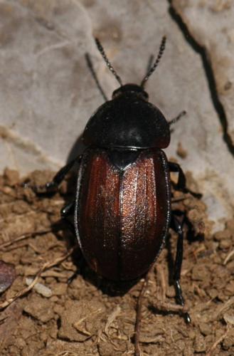 Réf. 176 844 : Silpha sp.