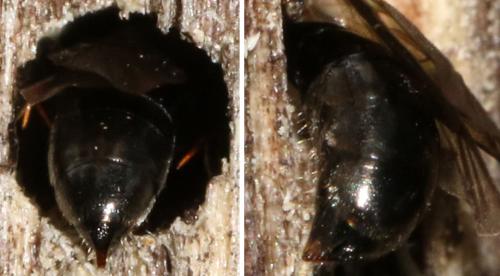 Crossocerus cetratus