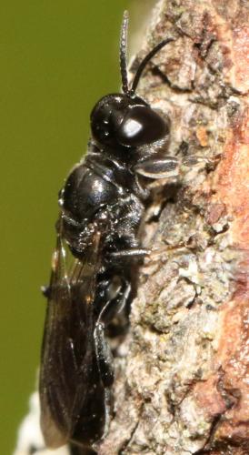 Crossocerus cetratus