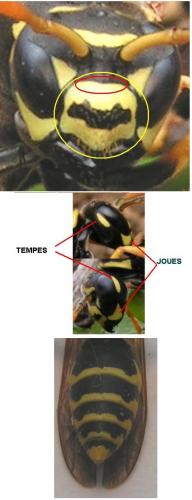 Polistes dominula