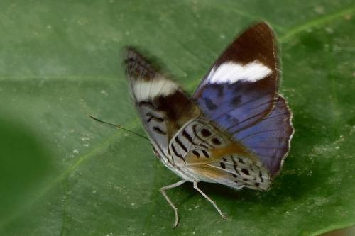 Réf. 176 147 : Eunica sophonisba