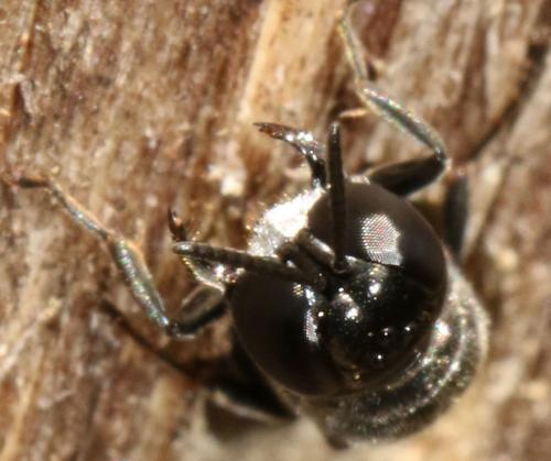 Crossocerus cetratus