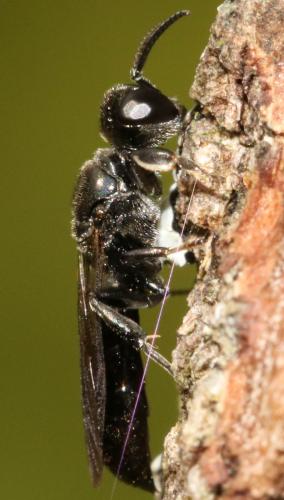 Crossocerus cetratus