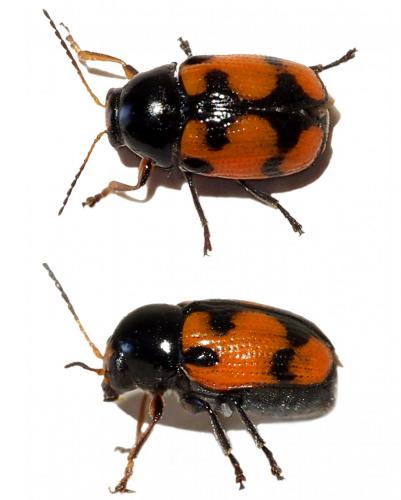 Cryptocephalus octoguttatus