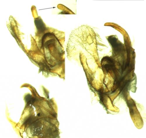 Operophtera brumata