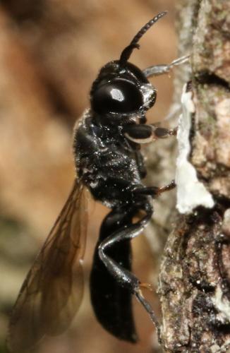 Crossocerus cetratus