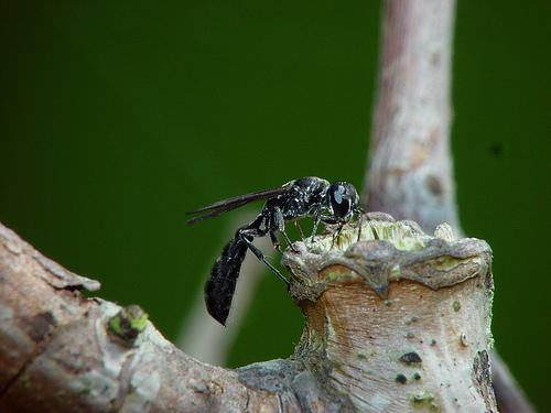 Trypoxylon sp.