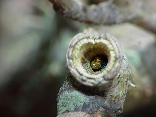 Trypoxylon sp.