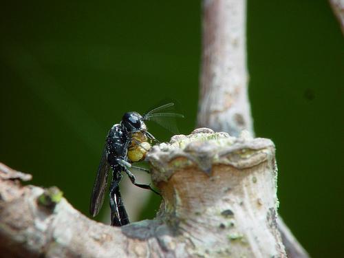Trypoxylon sp.