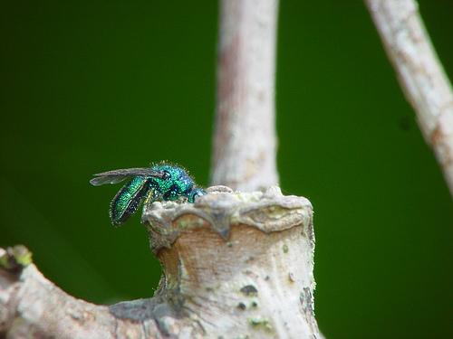 Trichrysis cyanea
